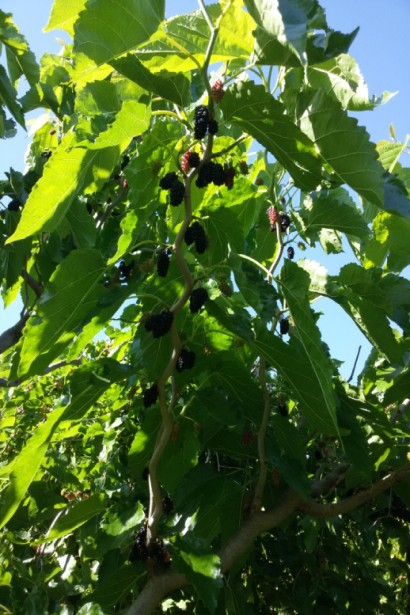 Шелковица Тортуоза с причудливой структурой ветвей.